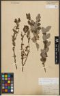 Foto von Salix starkeana Willd.